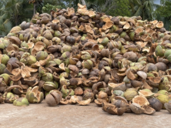 Vỏ dừa khô - Dừa Hữu Cơ - Công Ty TNHH Dừa Hữu Cơ